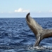 whale_humpback_sb_h_1445_dom1498.jpg